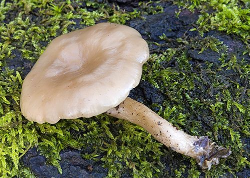 Clitocybe decembris